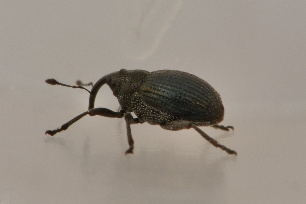 Curculionidae:  Ceutorhynchus contractus